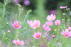 コスモス＾＾