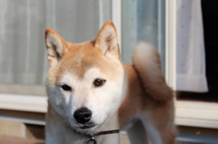 かわいい息子②