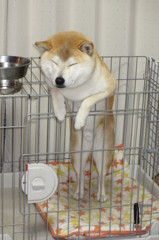 寝てます