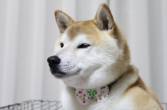 トリミングしてきました＾＾