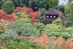 銀閣寺②