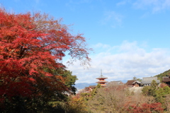ここのモミジは赤かった＾＾