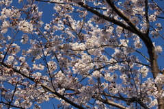 青空と桜＾＾