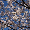 青空と桜＾＾