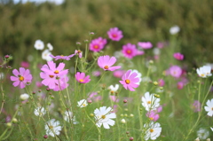 コスモス・・・