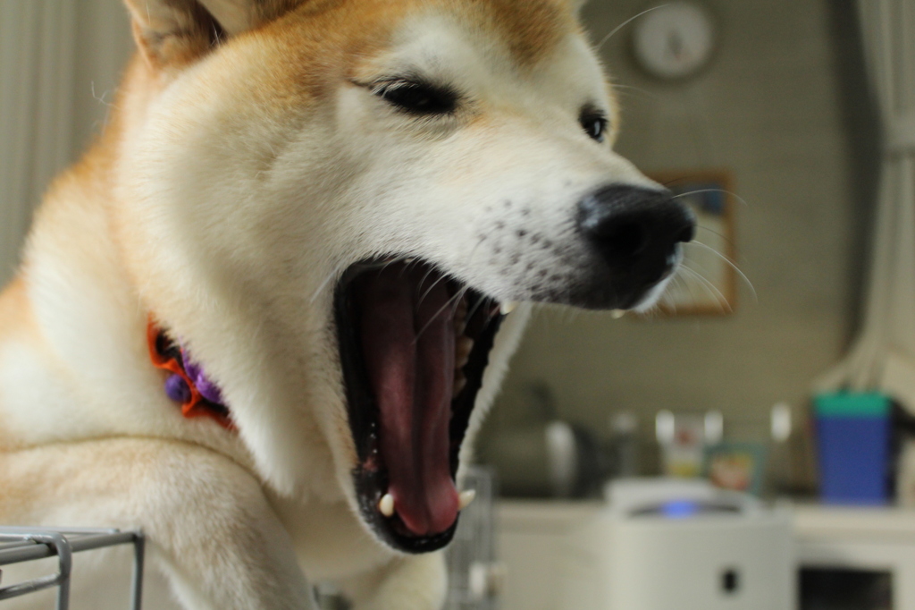 がおおおおおおっ～～～～