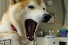 がおおおおおおっ～～～～