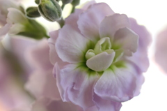 花粉？？なさそうだけど・・・・