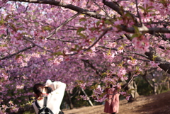 河津桜満開①