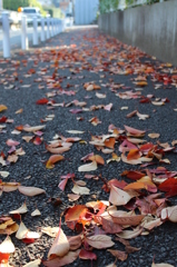 桜の木の下は・・・