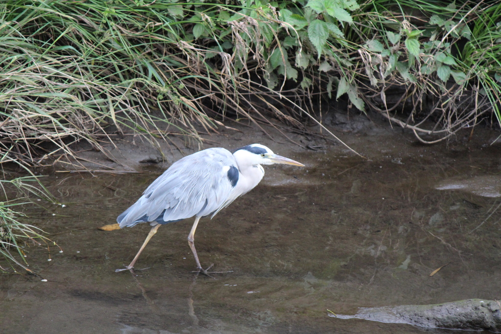 しのびあし・・