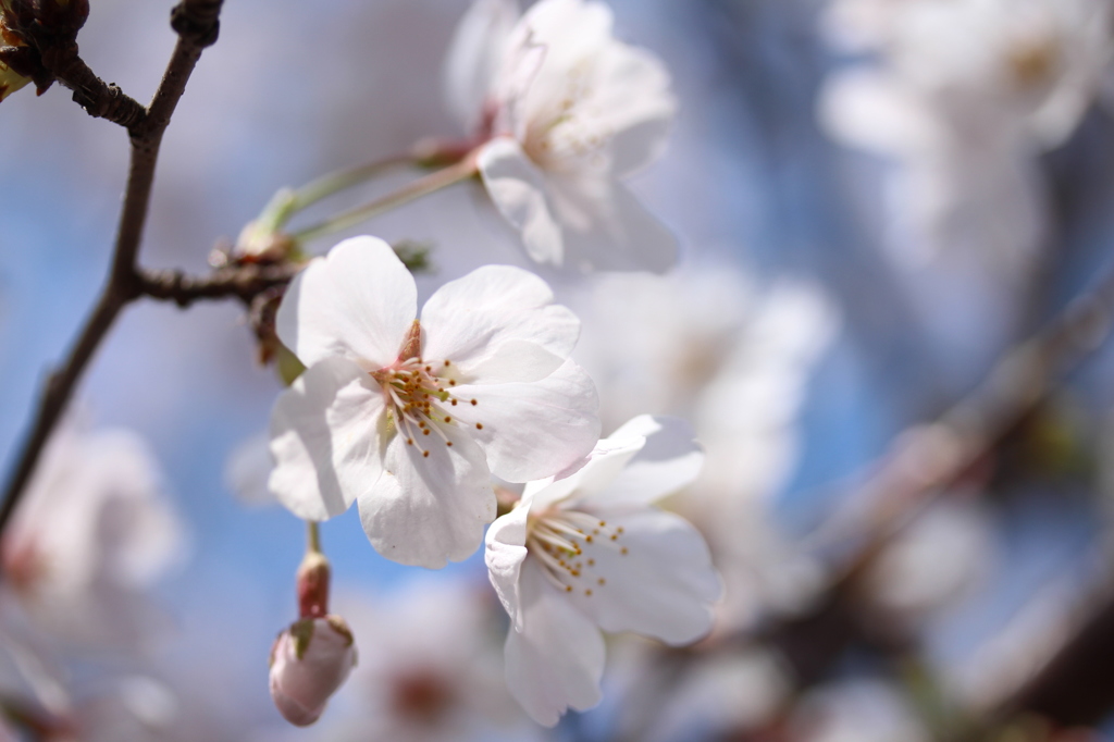 土手の桜③