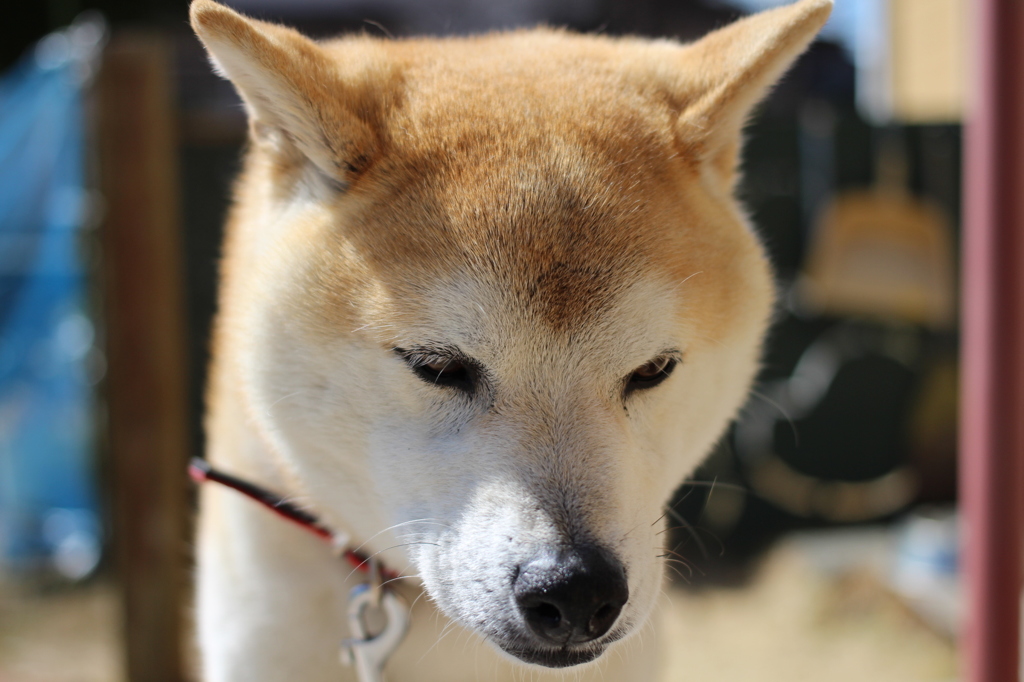 お庭がいいね