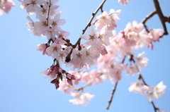 しだれ桜