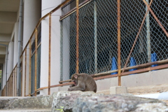 階段の途中・・猿！