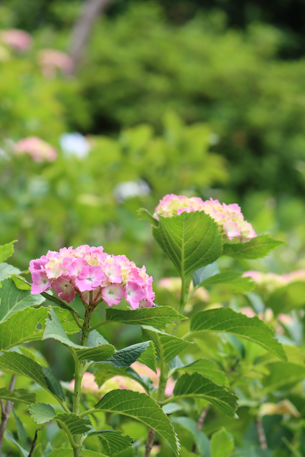 紫陽花＾＾