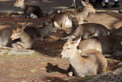 奈良公園