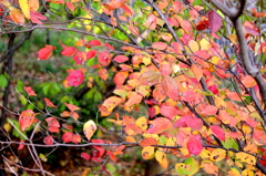 キレイだね＾＾