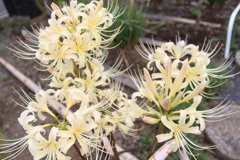 クリーム色＾＾