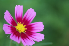 風に揺れて・・・・