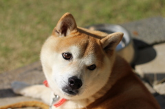 ひなたぼっこ