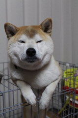 毎度＾＾朝ごはん待ち①
