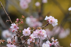 10月桜＾＾