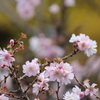 10月桜＾＾