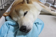 大雨です
