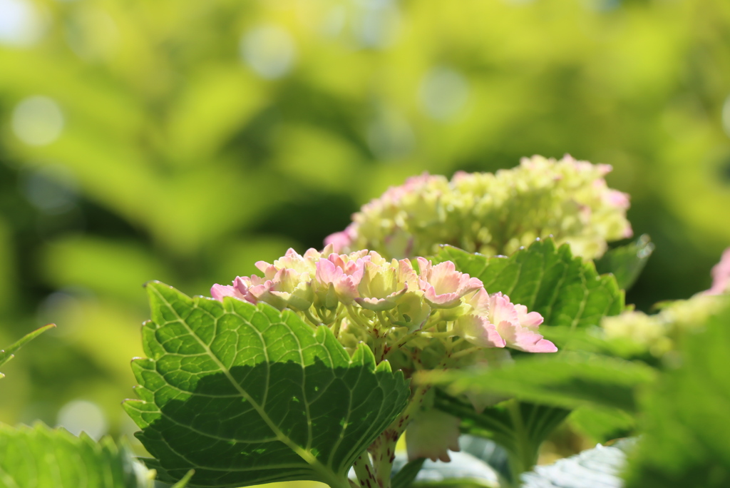 紫陽花の季節