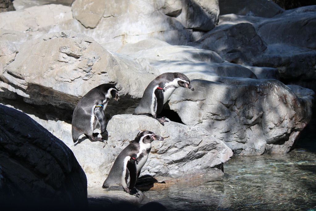 フンボルトペンギン④