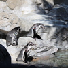 フンボルトペンギン④