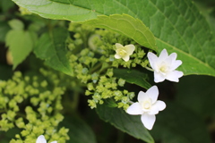 線香花火