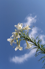 今年の夏の空②