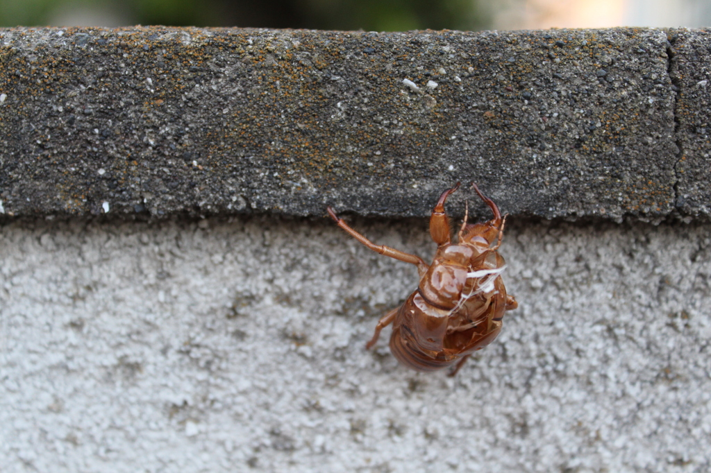 脱いでました・・