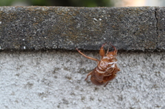 脱いでました・・