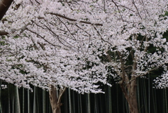 満開です！