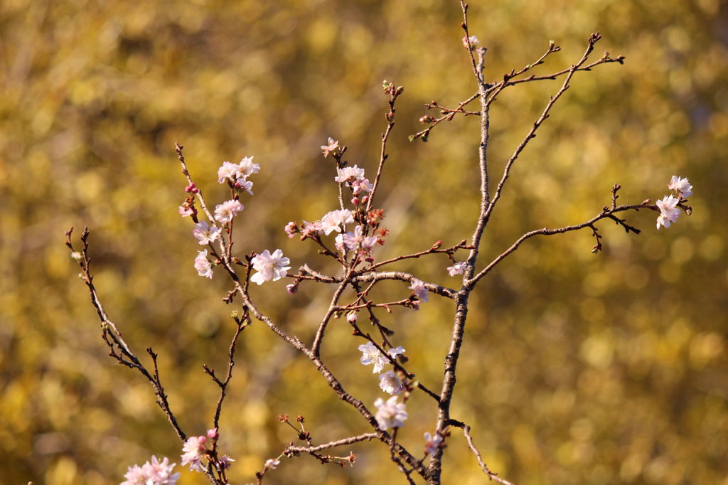11月桜・・・冬桜？？