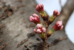 土手の桜