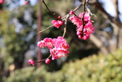 紅梅