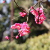 紅梅