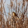 野鳥さん②