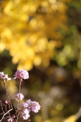 イチョウと寒桜