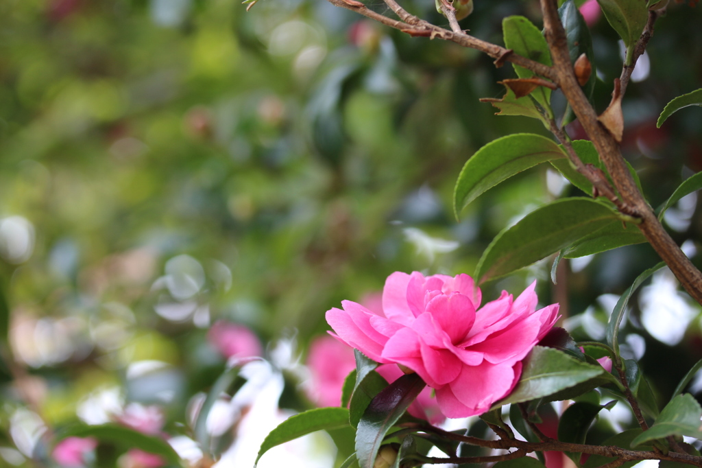 山茶花♪
