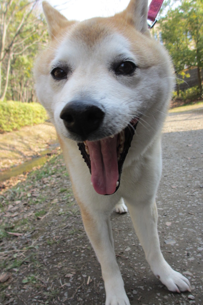 美白犬