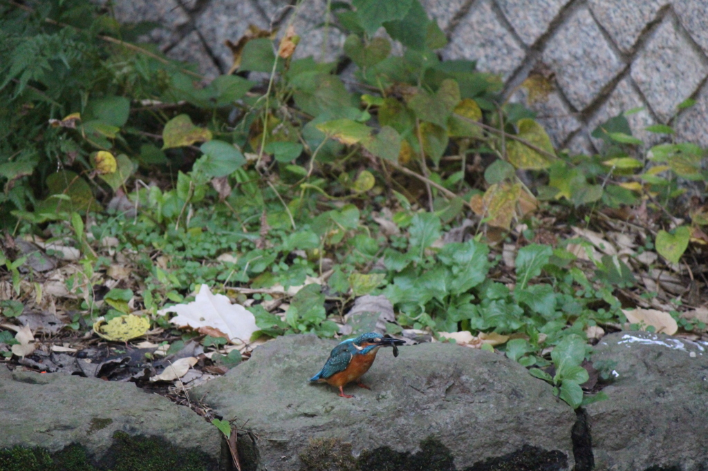 カワセミ＾＾お食事中