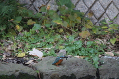 カワセミ＾＾お食事中