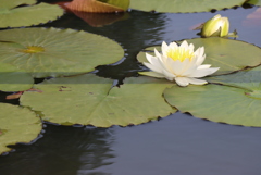睡蓮の池
