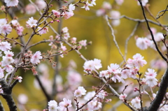 10月桜②