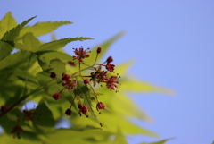 モミジの花